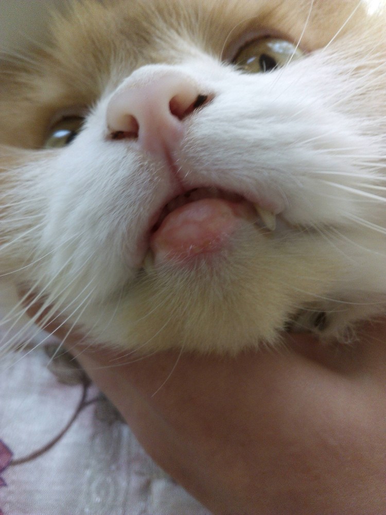 Кальцивироз (эозинофильная гранулема)