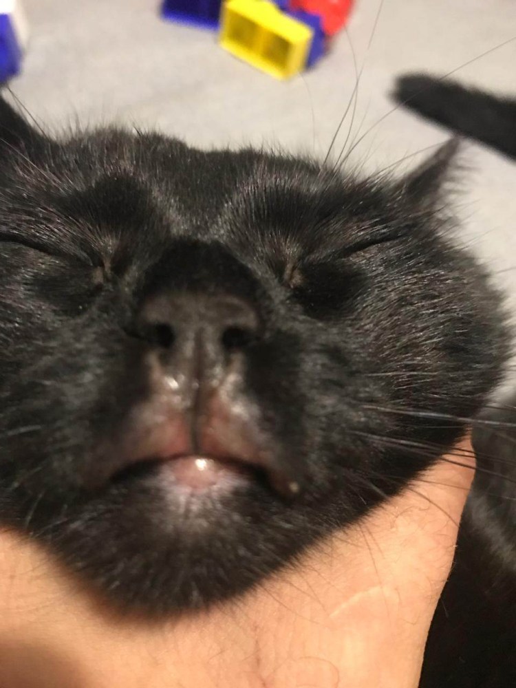 У кошки распухла нижняя губа