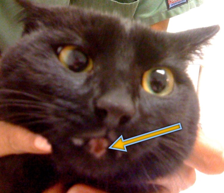 Калицивироз (эозинофильная гранулема)