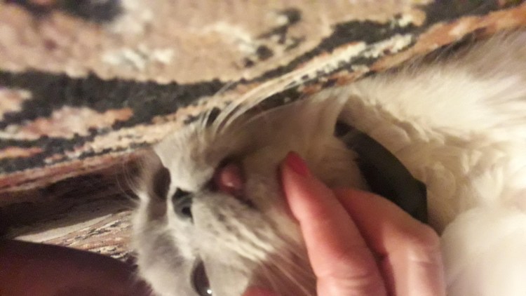 Возраст кота по зубам