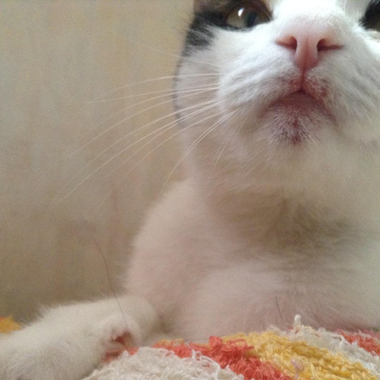 У кота опухоль в ротовой полости