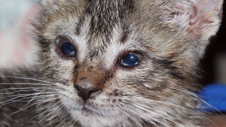 Примета оближет герпес кошка пройдет