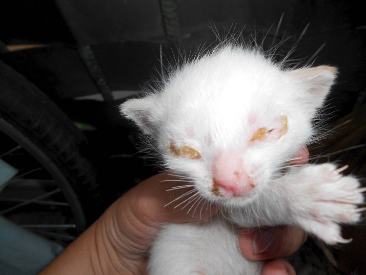 Пятно на нижней губе у кота