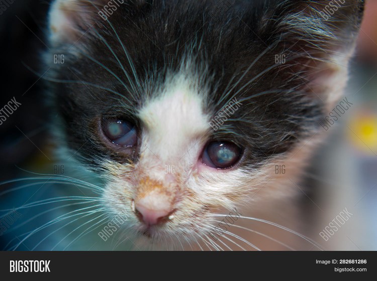 Вирус с кошачьей мордой