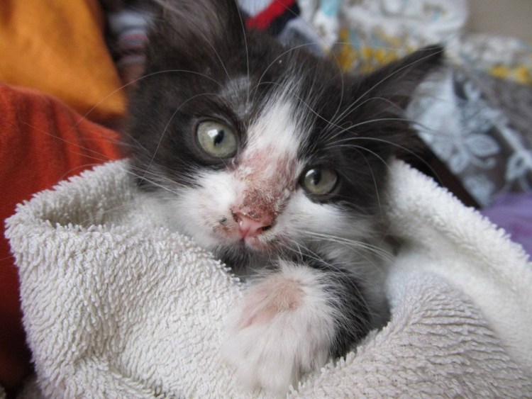 Эозинофильная гранулема у кошек