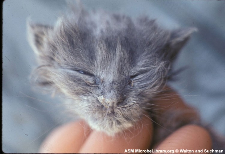 Конъюнктивит у кошек симптомы