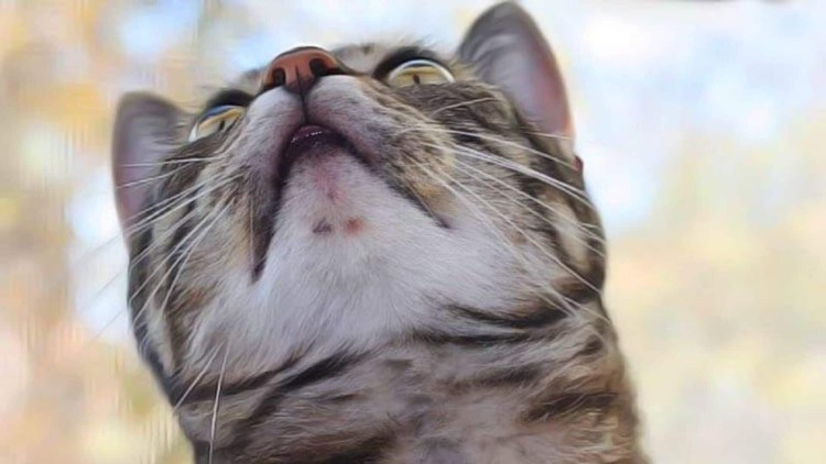 Саркоптоз демодекоз нотоэдроз