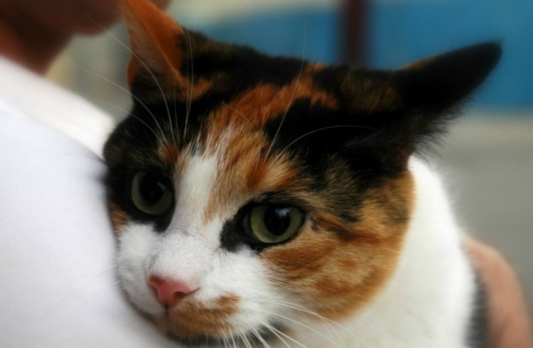 Вирусный ринотрахеит кошек