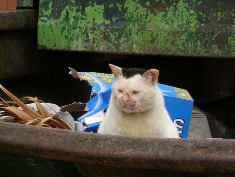 Мусорный кот