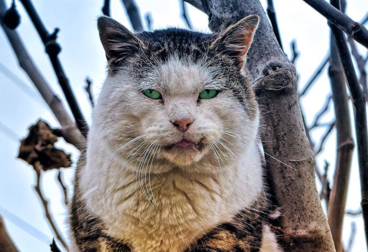 Уличный кот