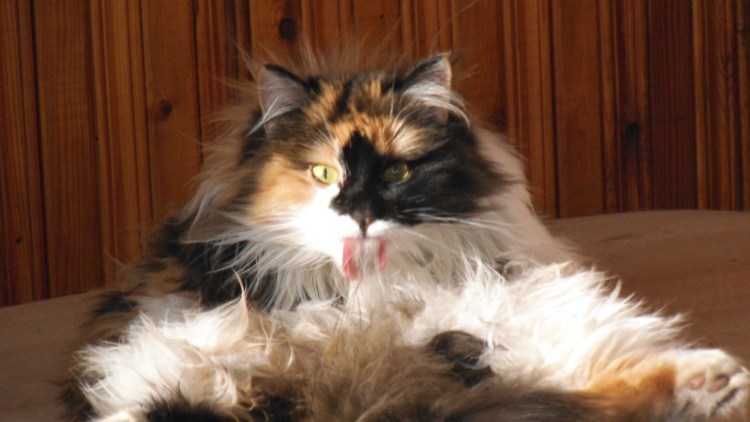 Кот в деревне