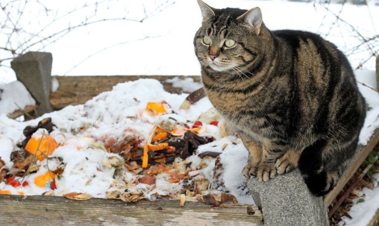 Брутальные дворовые коты