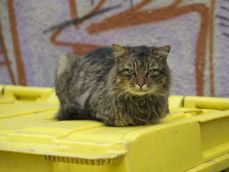 Драный рыжий кот