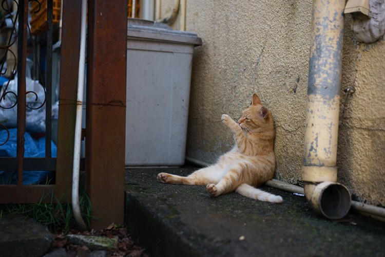 Помойный цвет кошки