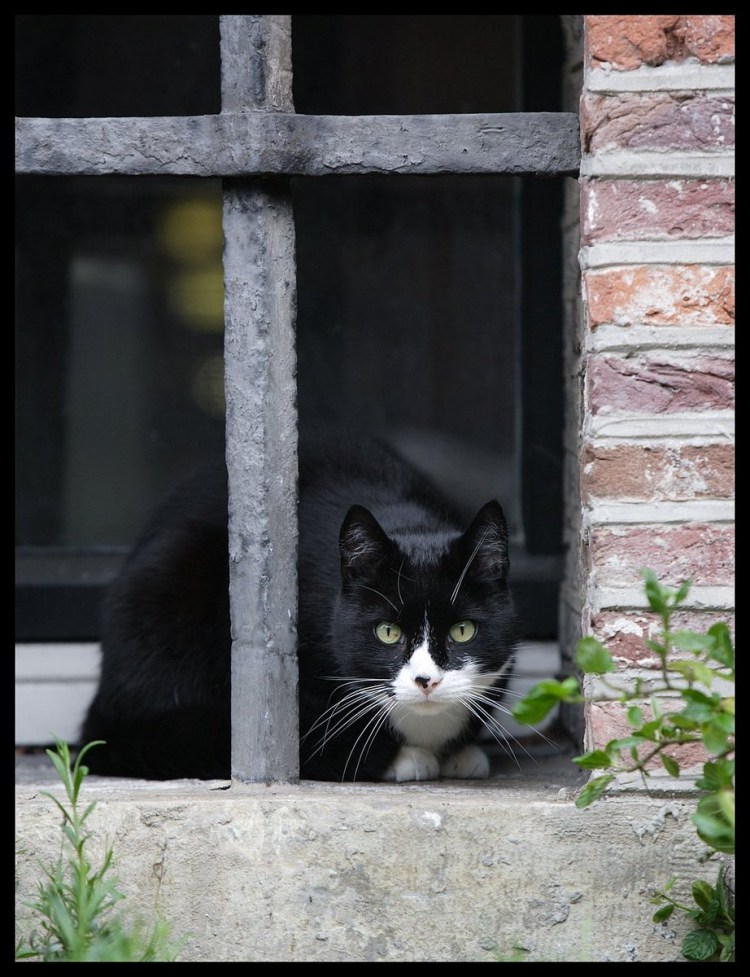 Кот помойный фото