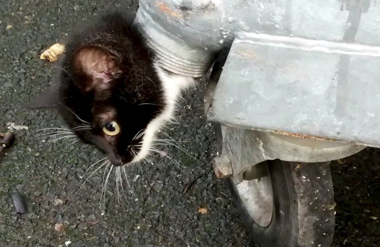 Рыжая кошка