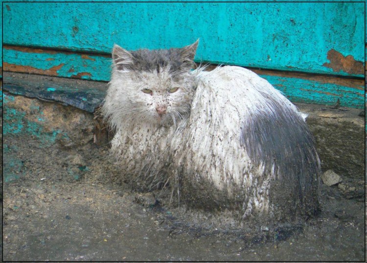 Кот Ван Дамм