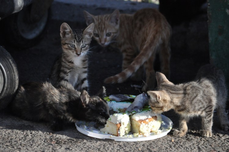 Интерес кошки