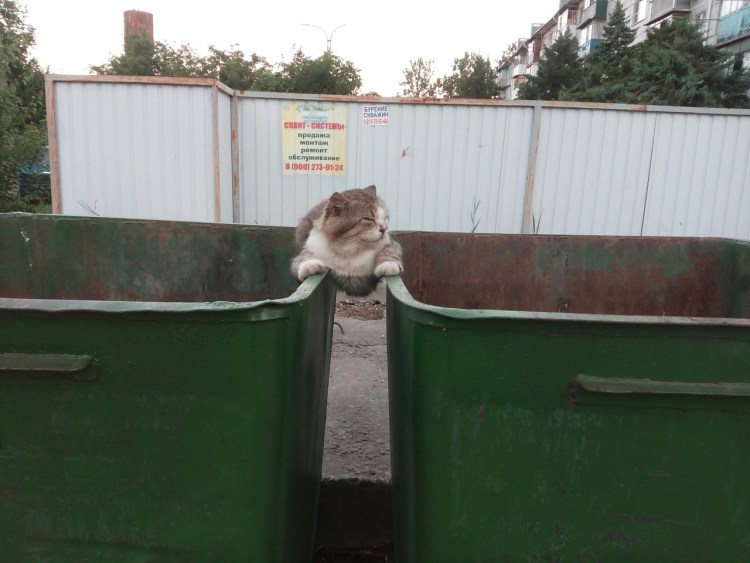 Бездомная кошка с котятами