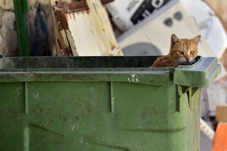 Драная кошка