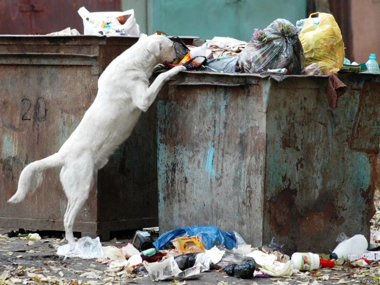Фото обиженных котиков
