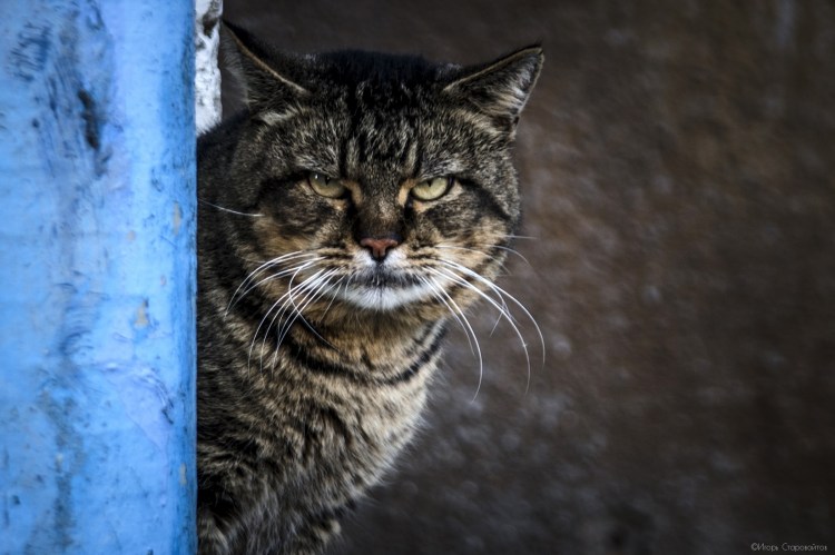 Кот грязь Невада