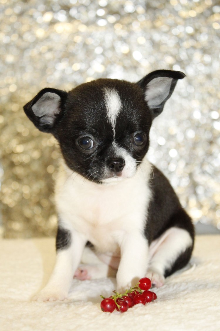 Чихуахуа мини кобби