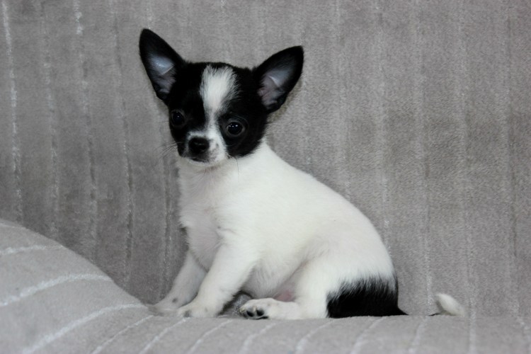 Чихуахуа черный с белым гладкошерстный