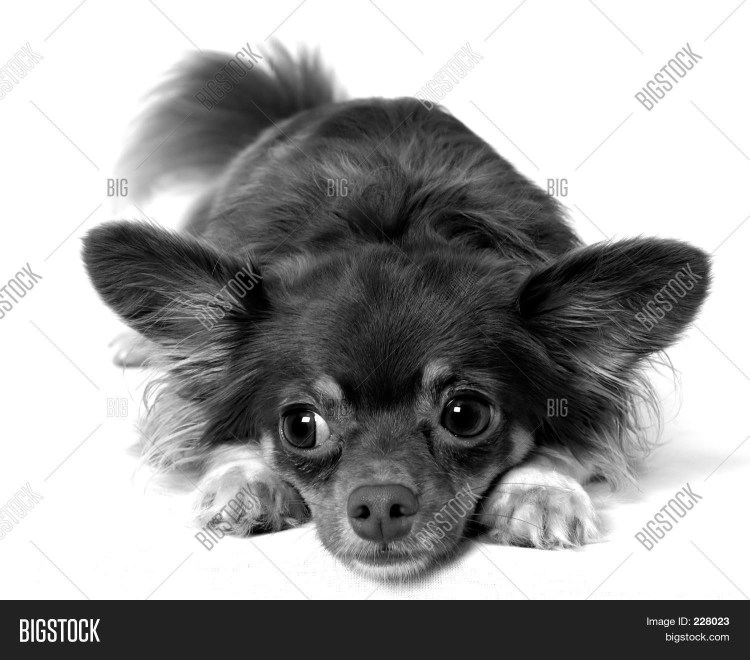 Чихуахуа длинношерстный черный