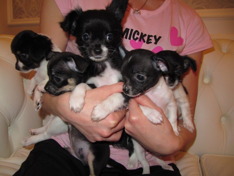Чихуахуа бело- черные щенки