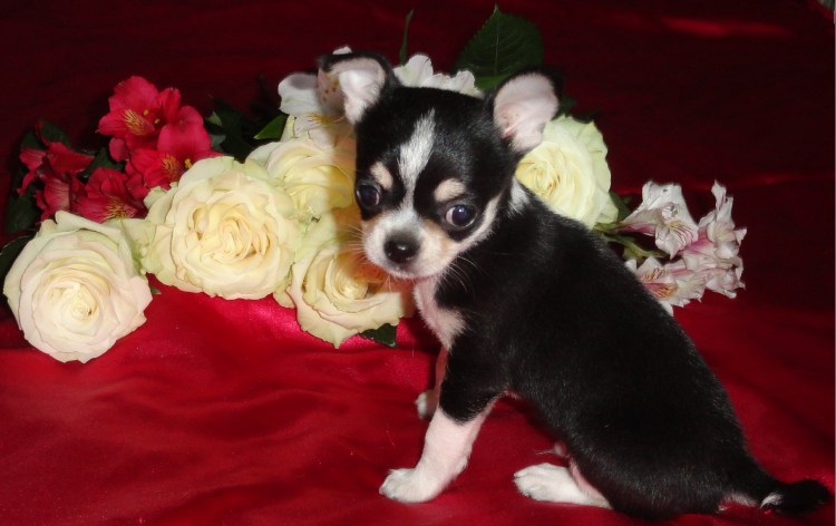 Щенки чихуахуа черно белые 1 месяц