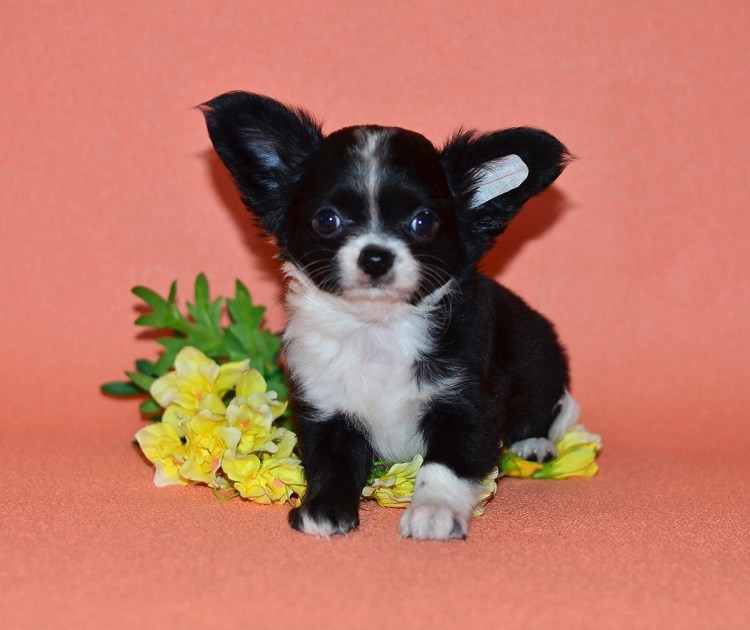 Чихуахуа длинношерстные