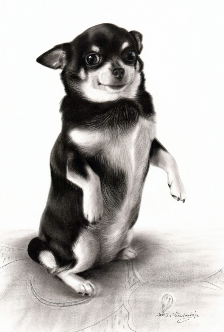 Чихуахуа черно белый