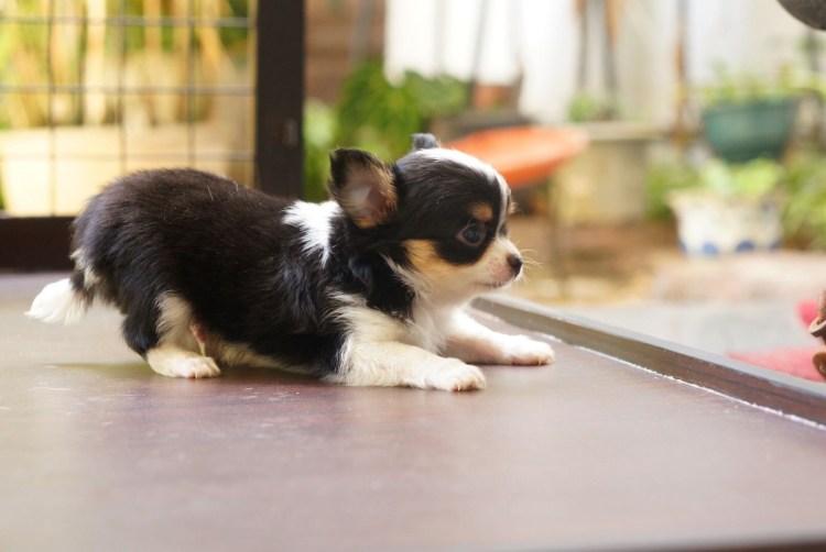 Чихуахуа макси длинношерстный