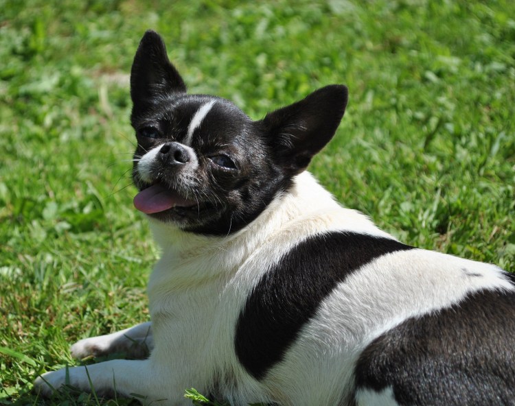 Черно белый чихуахуа гладкошерстные