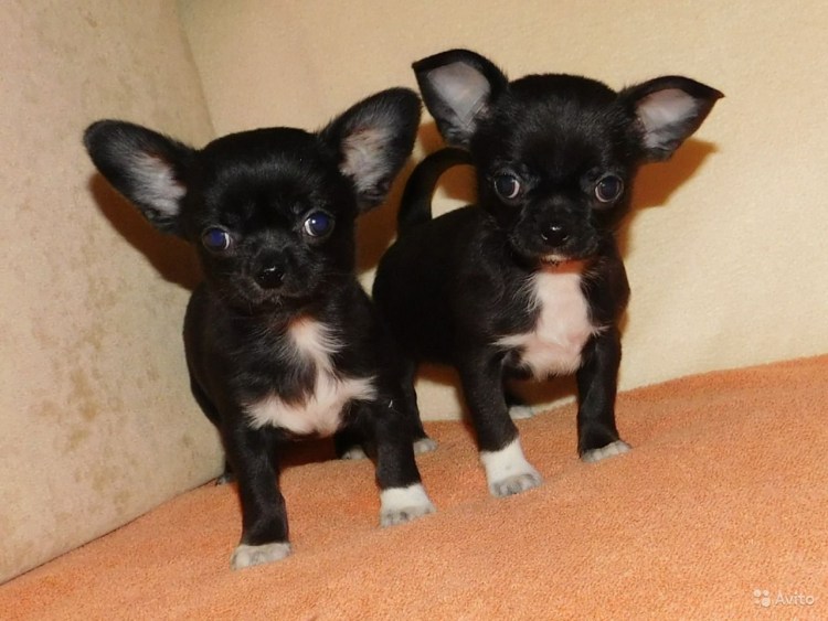 Чихуахуа черный гладкошерстный
