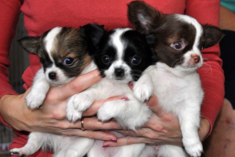 Чихуахуа мама и щенки