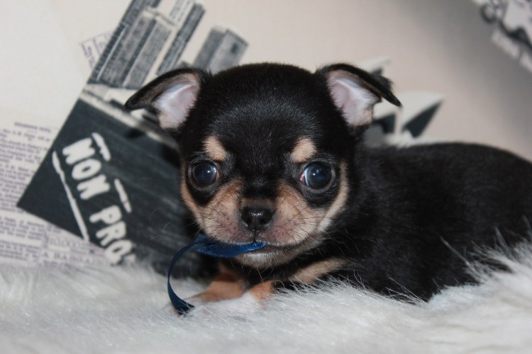 Чихуахуа черно подпалый