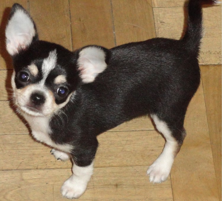 Черный подпалый чихуахуа