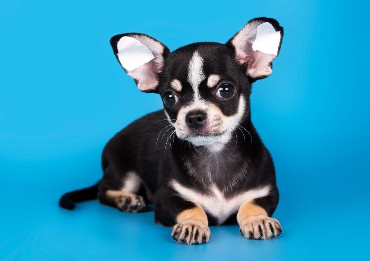 Черный подпалый чихуахуа гладкошерстные