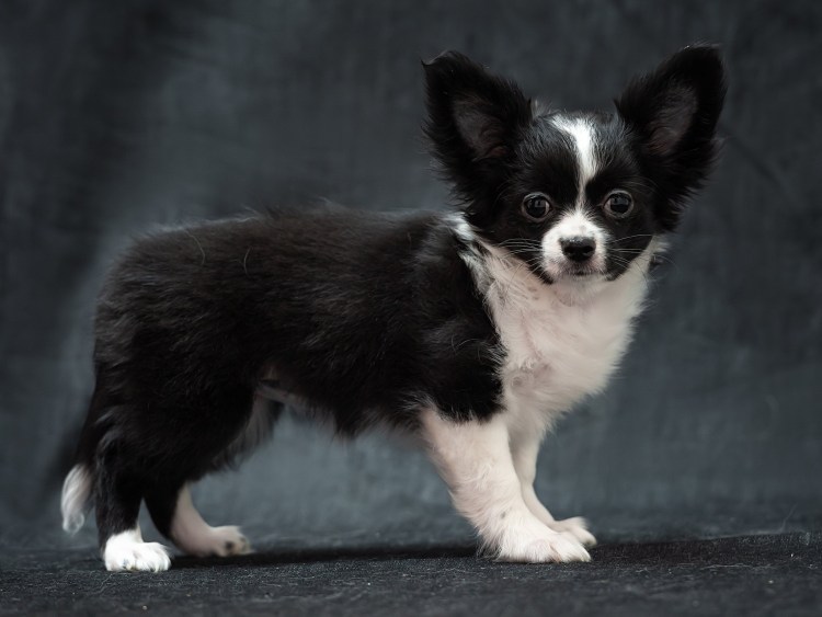 Чихуахуа кобби черный