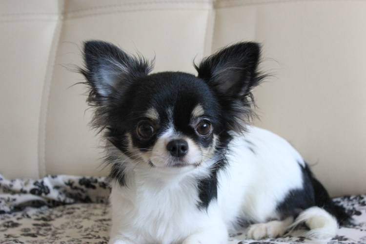 Чихуахуа черно белый длинношерстный