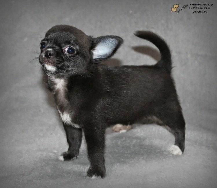 Щенки чихуахуа черно подпалый