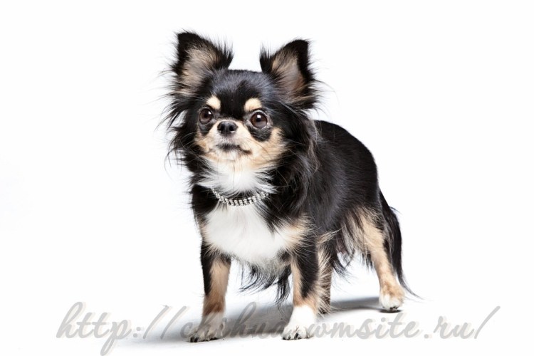 Чихуахуа длинношерстные трехцветные