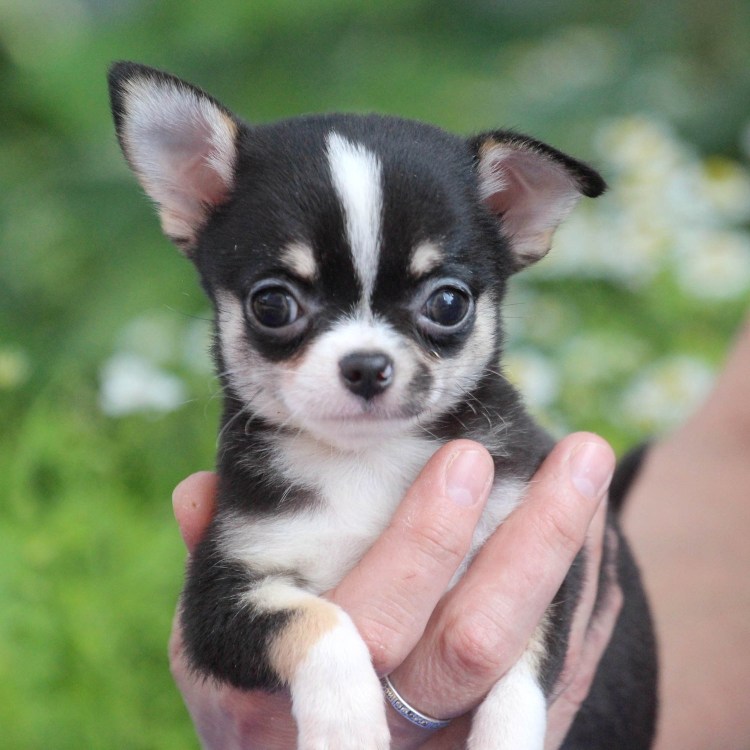 Чихуахуа черный