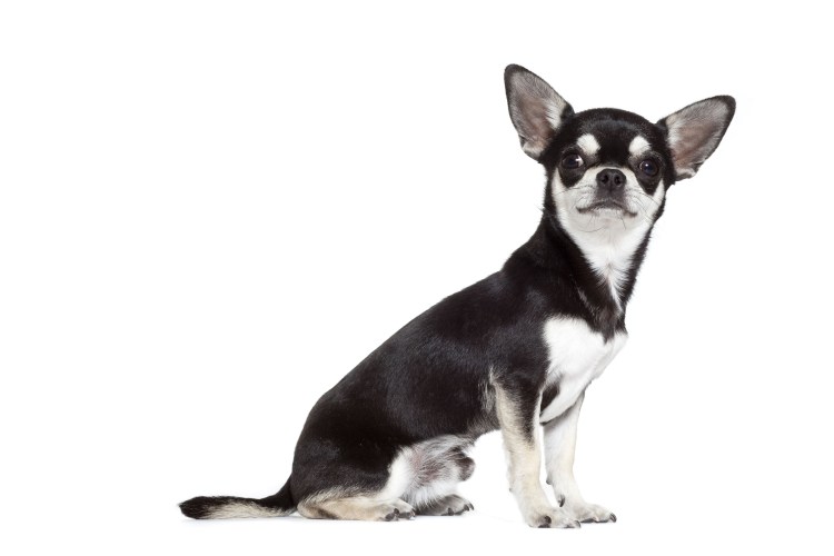 Чихуахуа на белом фоне