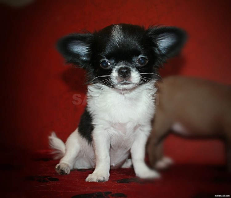Чихуахуа Беби фейс длинношерстные