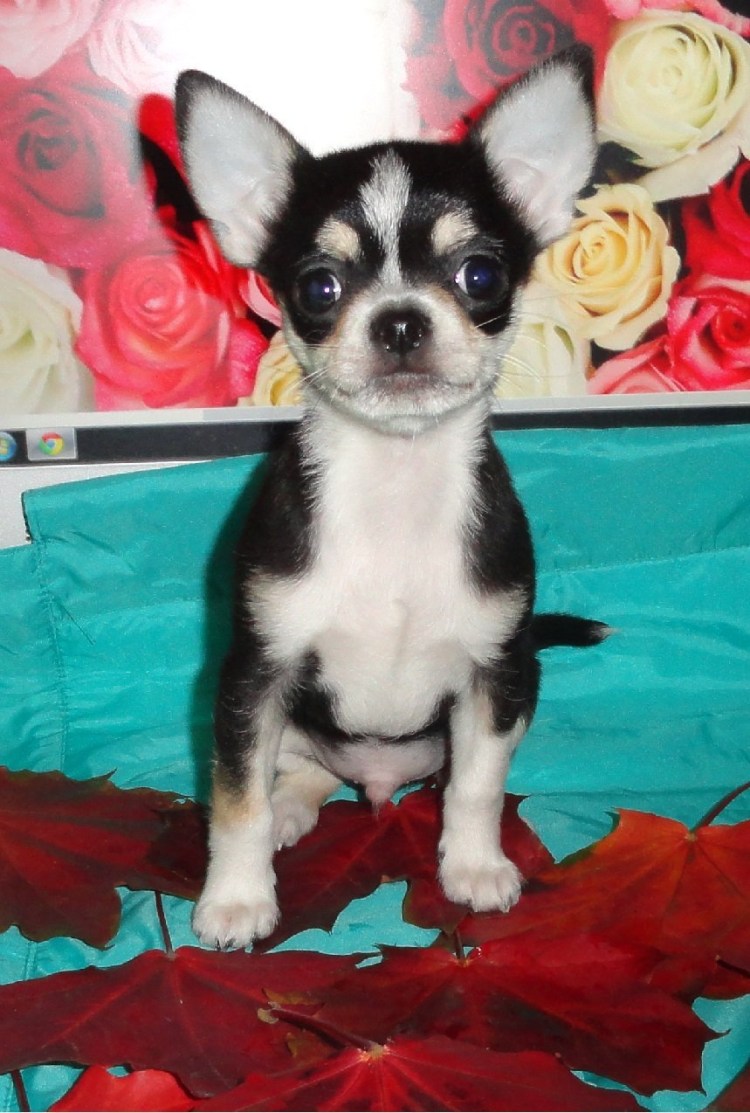 Чихуахуа стандарт черная