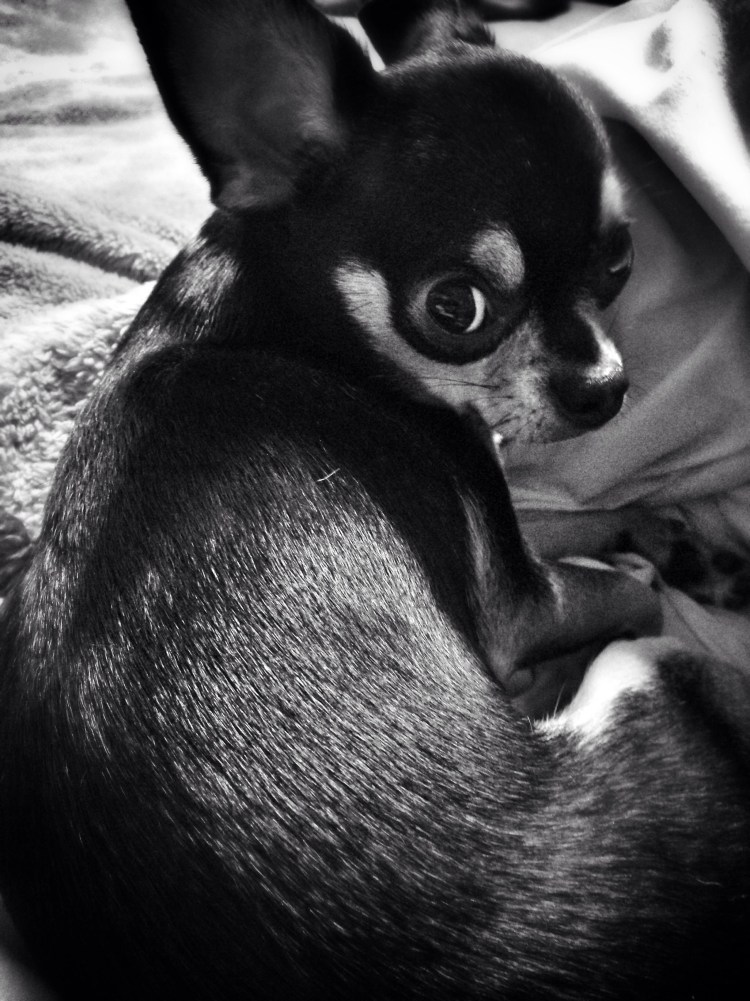 Чихуахуа яблоко и олень