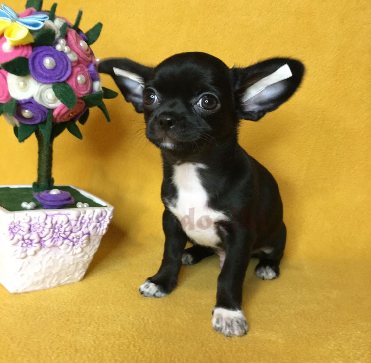 Чихуахуа мальчик черный